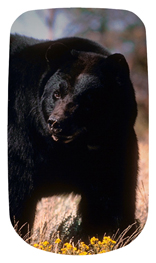DAROYAL 301 Black Bear